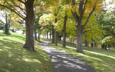 Olmsted in Connecticut Landscape Documentation Report DEADLINE April 29, 2021